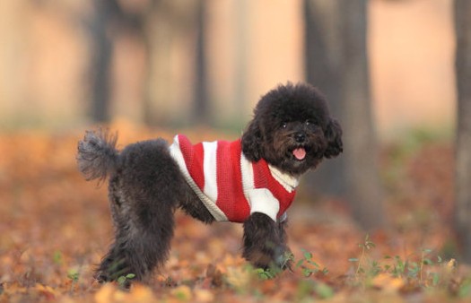 快樂(lè)訓(xùn)犬的秘訣